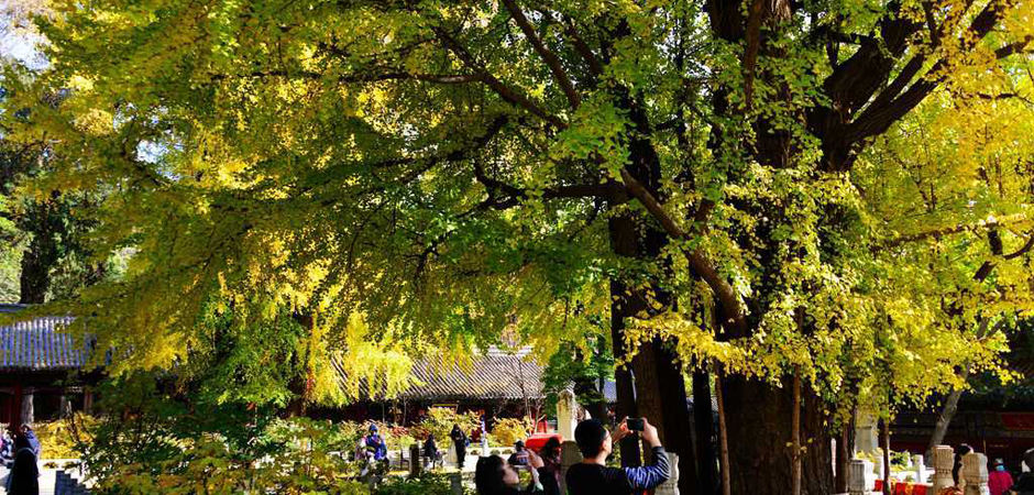 秋日觀古樹，感受城市“活文物”