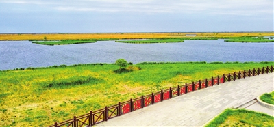 天津寧河區七里海濕地人少景美