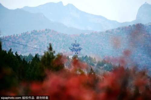 京城賞葉（下）| 京城紅葉已上線，絢爛秋景就藏在這些地方