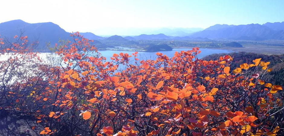 京城賞葉（下）| 京城紅葉已上線，絢爛秋景就藏在這些地方