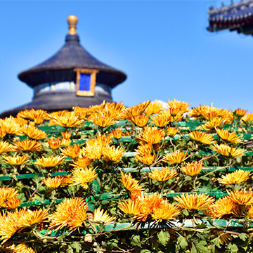 天壇“大立菊”一株花開上千朵，創歷年開花數量之最