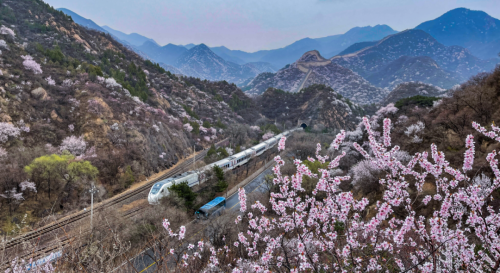 周末去哪 | “赏花专列”“最美公路”，驶入春日花海，你pick哪种？