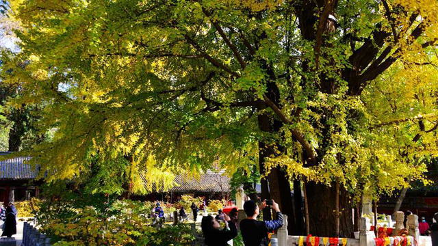 秋日觀古樹，感受城市“活文物”