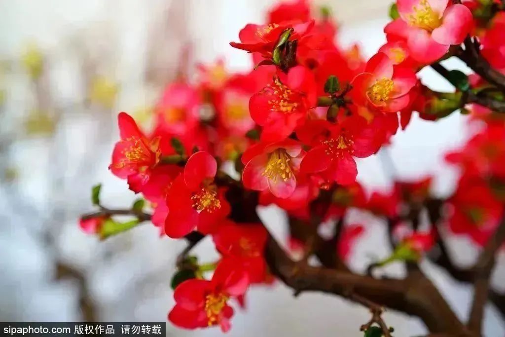 第四屆北京長城梅花節暨第七屆響水湖長城梅花展持續到4月1日