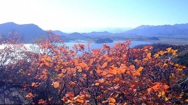 京城賞葉（下）| 京城紅葉已上線，絢爛秋景就藏在這些地方