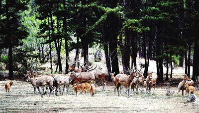 珍稀物種麋鹿在內蒙古大青山繁衍
