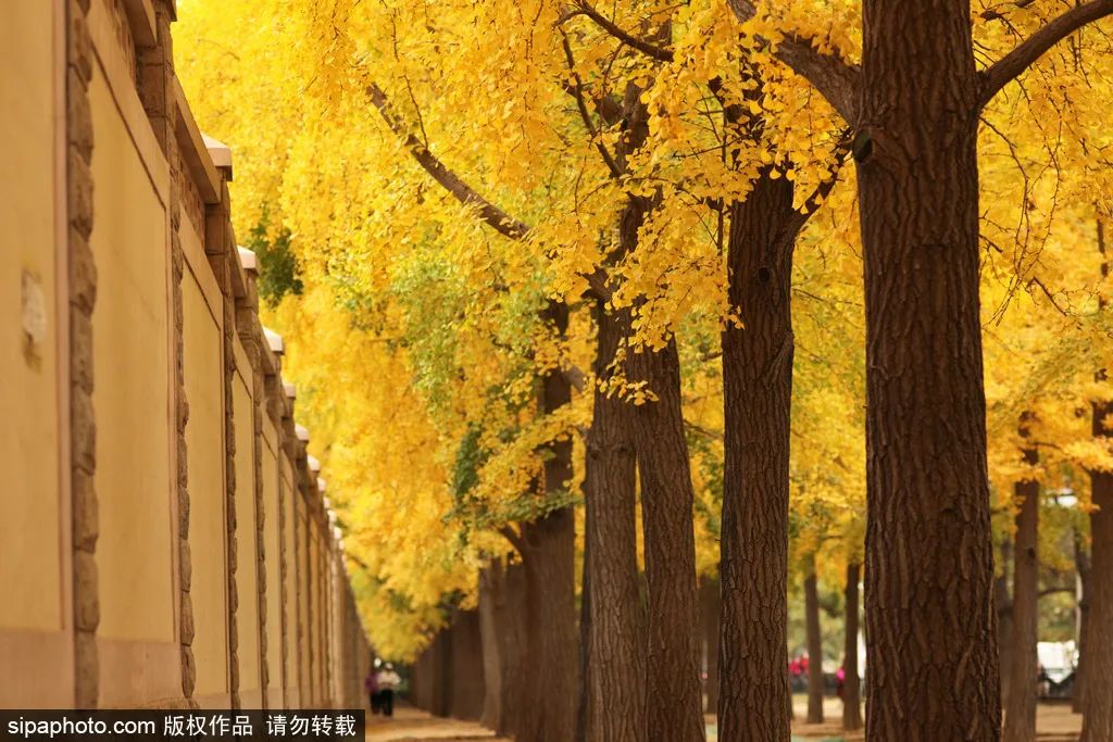 邂逅浪漫，京城這些銀杏大道滿樹金黃