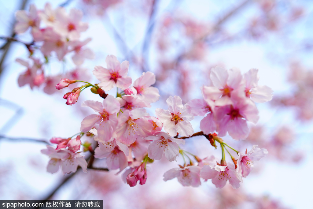 山桃、玉兰、早樱盛景争春，北京赏花地图来了