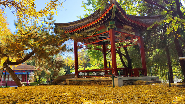 中山公园迎来一年中最美季节