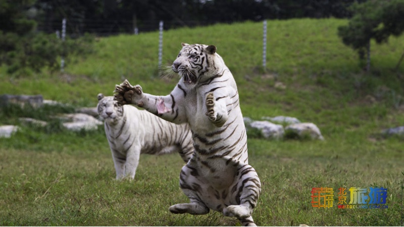 北京野生动物园5月20日恢复开放