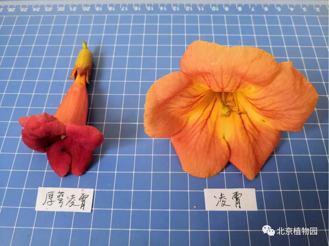 绚烂橙红 夏日气质仙子 原来还是植物界的 性格多面手 北京旅游网