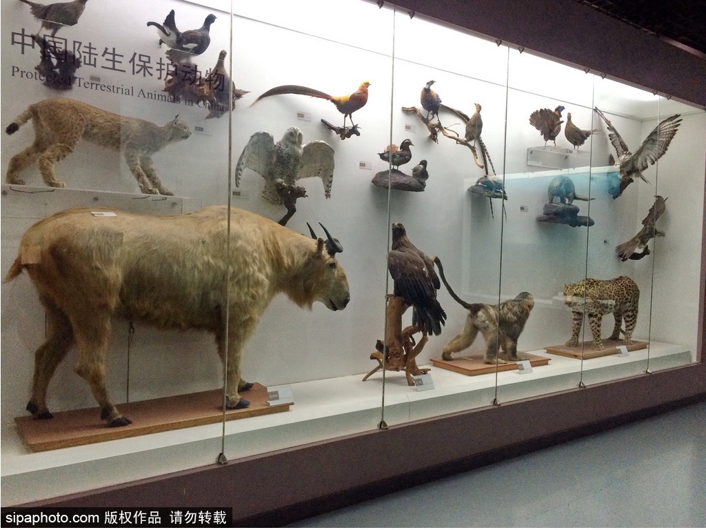 中国古动物馆