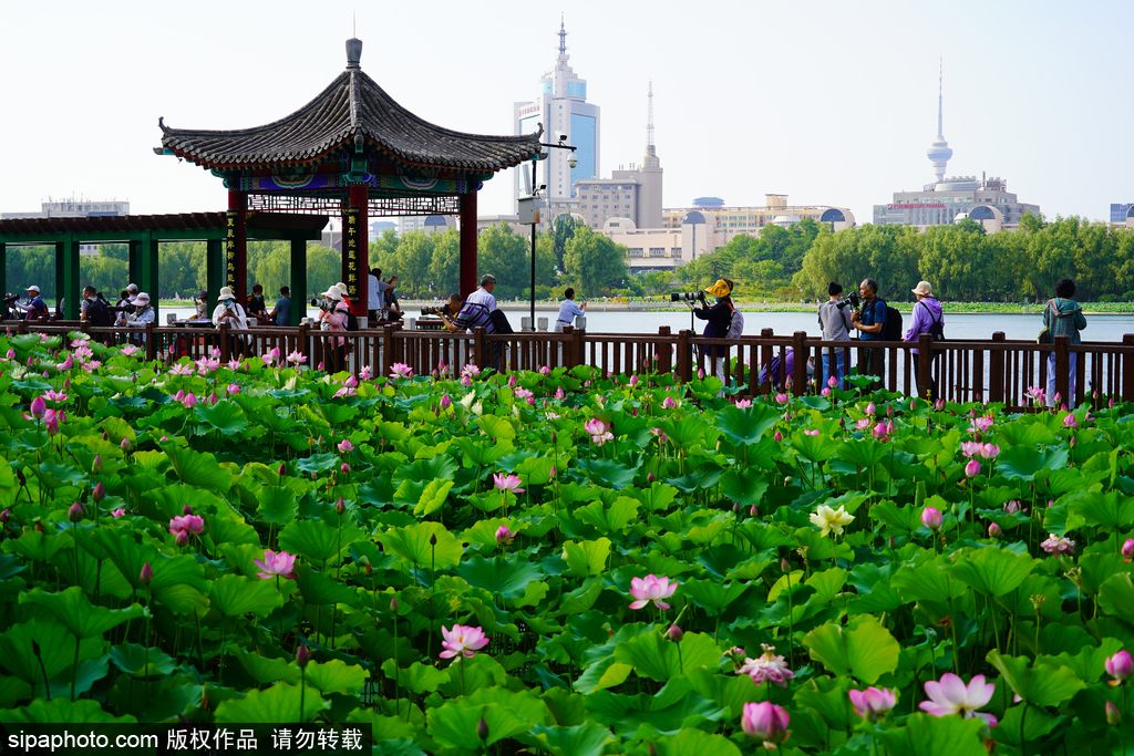 北京荷花文化节开幕 设12大展区展出300多品种