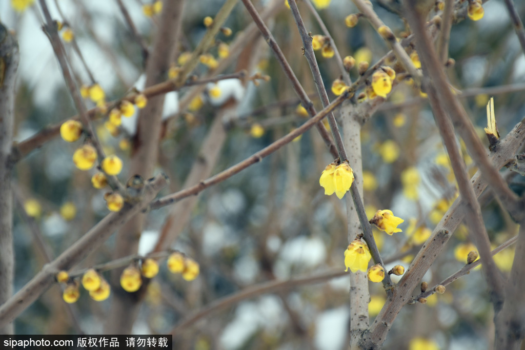 玉渊潭公园“网红”腊梅悄然绽放，游客拍照赏春色