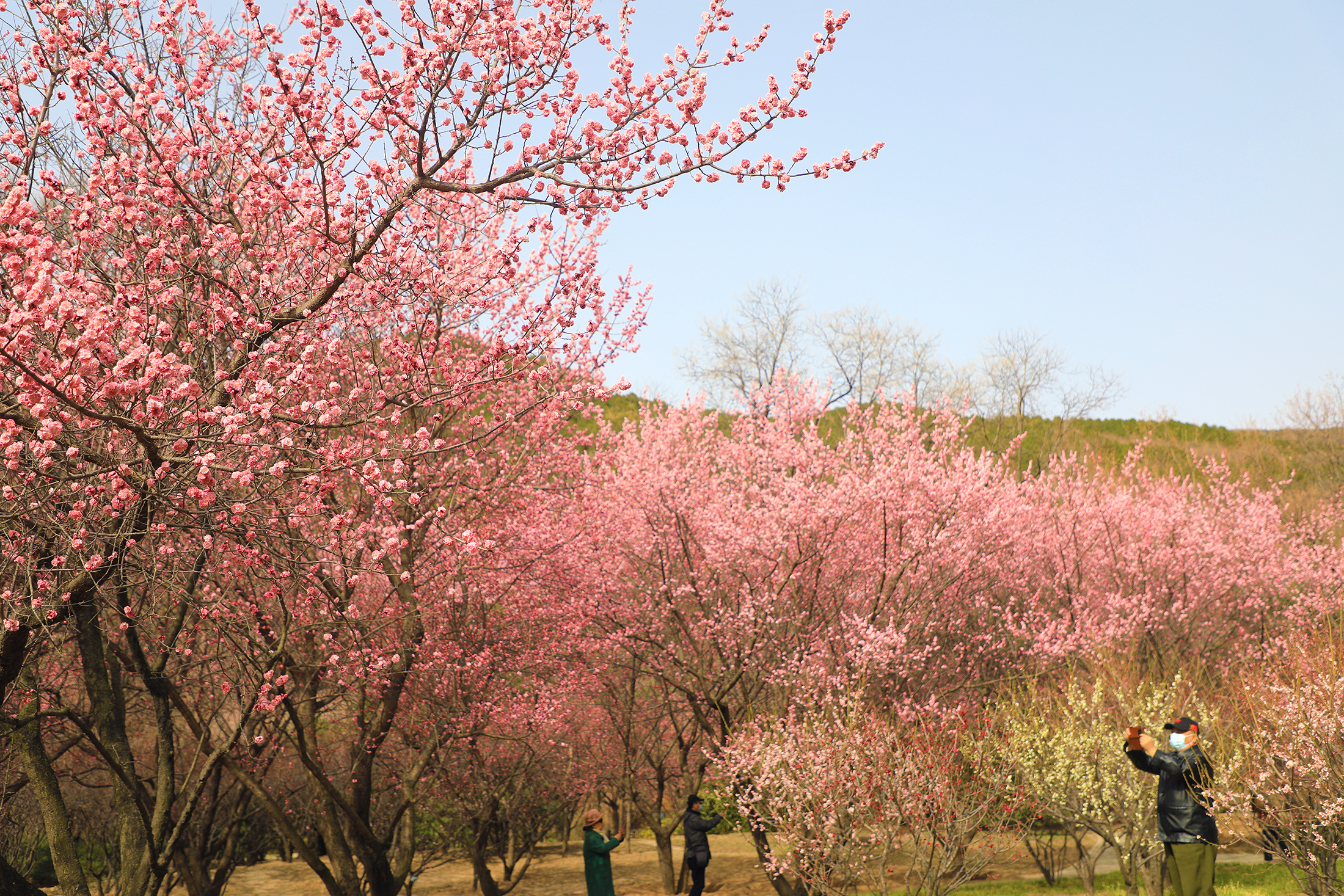 四十万春花扮靓国家植物园首届桃花观赏季