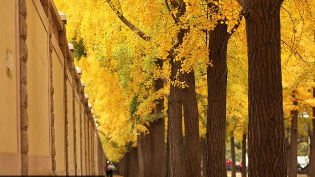 邂逅浪漫，京城这些银杏大道满树金黄