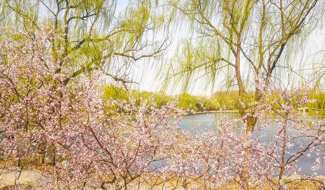 春日走进京城小众“桃花源”，打卡桃花秘境