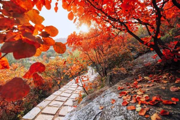 秋景斑斕如畫 游客紛至沓來