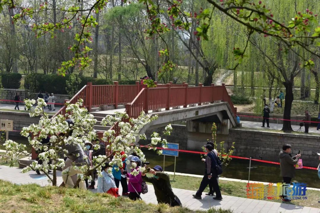 元大都城垣遗址公园的海棠花盛开啦 5000余株海棠即将全部进入盛花期 北京旅游网