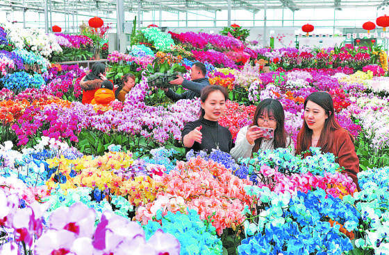 青浦花卉市场图片