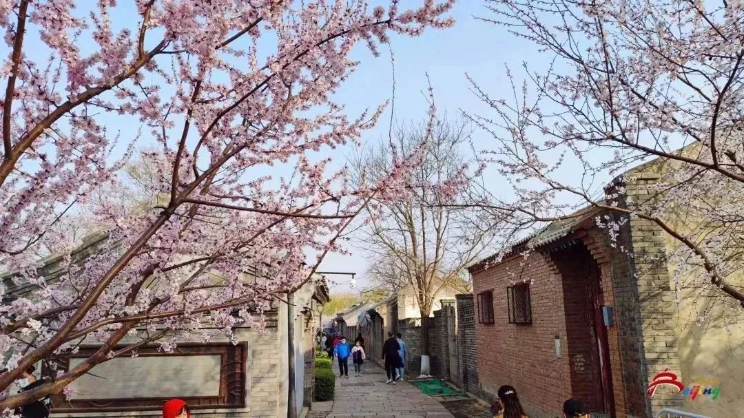 Весна в столичной нише "источник цветения персика", попадание в тайное место цветения персика